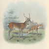 Pekin Sika in winter pelage