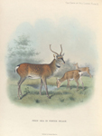 Pekin Sika in winter pelage