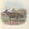 Indian Sambar., Stag and Hind
