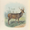 Malayan Sambar
