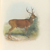 Moluccan Rusa