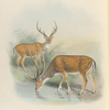 Chital, or Indian Spotted Deer