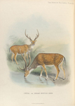 Chital, or Indian Spotted Deer