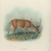 Swamp-Deer