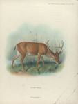 Swamp-Deer