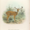 Siamese Thameng in winter pelage