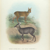 Michie's Tufted Deer (1) and Chinese Water-Deer (2)
