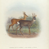European Roe in summer (1) and in winter (2) Pelage