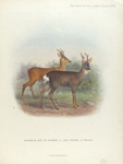 European Roe in summer (1) and in winter (2) Pelage
