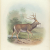 Père David's Deer