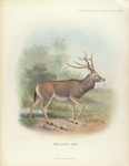 Père David's Deer
