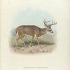 Virginian Deer in winter pelage