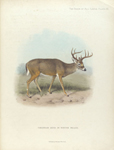 Virginian Deer in winter pelage