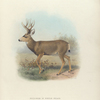 Mule-Deer in winter pelage