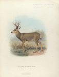 Mule-Deer in winter pelage