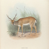 Pampas Deer