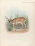 Pampas Deer