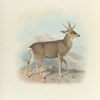 Peruvian Guemal