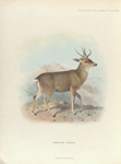 Peruvian Guemal