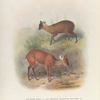 Ecuador Pudu (1) and Central American Brocket (2)