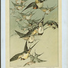 Vol d'oiseaux