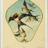 Écran (oiseaux).