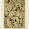 Études d'insectes (seize motifs).