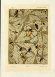 Études d'insectes (seize motifs).