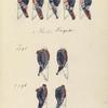 Oranje Nassau 2. Reg, Markgraaf von Baden, van Randwijck, Bosc de la Calmette,  van Plettenberg,  2. Halve Brigade 1795, 1796, Grenadiers, Fusiliers
