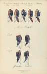 Oranje Nassau 2. Reg, Markgraaf von Baden, van Randwijck, Bosc de la Calmette,  van Plettenberg,  2. Halve Brigade 1795, 1796, Grenadiers, Fusiliers