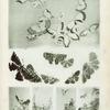 Papillons, oiseaux et fleurs japonais.