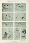 Oiseaux japonais.