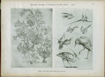 Huquier : décors chinois, oiseaux chinois, époque Louis XV.