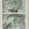Feuilles d'albums japonais.