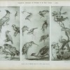 Huquier : livre de différents oiseaux de la Chine, époque Louis XV.