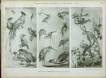 Huquier : livre de différents oiseaux de la Chine, époque Louis XV.