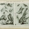 Huquier : livre de différents oiseaux de la Chine, époque Louis XV.