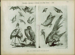 Huquier : livre de différents oiseaux de la Chine, époque Louis XV.