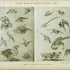 Huquier : livre différents oiseaux de la Chine, époque Louis XV.