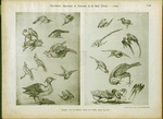 Huquier : livre différents oiseaux de la Chine, époque Louis XV.