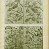 Feuilles d'albums japonais. : Hokusaï.