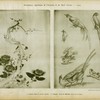 1. Panneau fleurs et oiseaux chinois.; 2. Huquier. : Livre de différents oiseaux de la Chine.