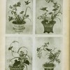 Livre de vases et fleurs chinois.