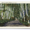 38942 Road to South Beach, S.I., N.Y.  [birch-tree-lined path.]