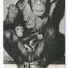 Staten Island Zoo'sFamous Chimpanzee Judy with her baby Patsy