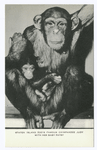 Staten Island Zoo'sFamous Chimpanzee Judy with her baby Patsy
