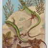 Lézard