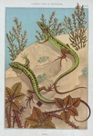 Lézard
