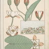 Nénuphar