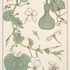 Courge